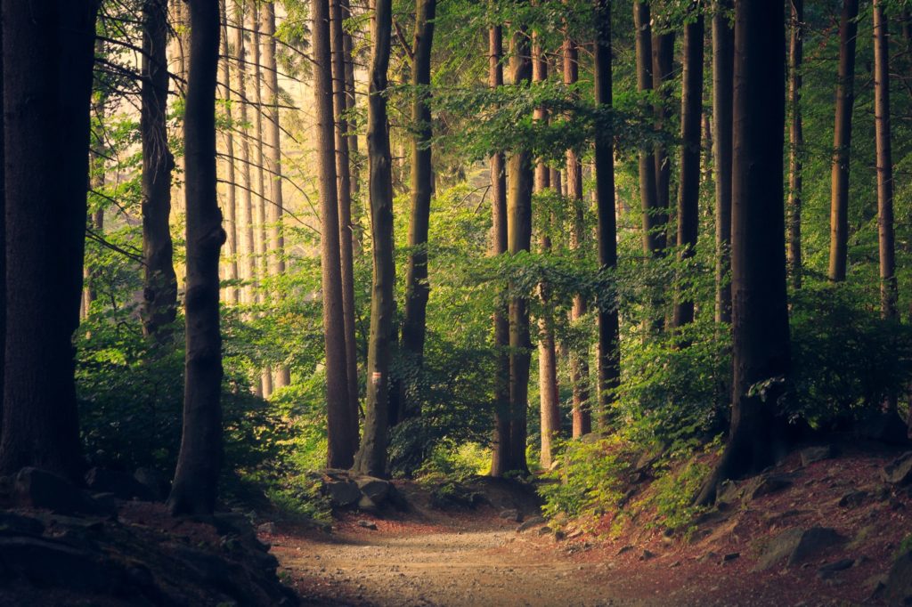 Se promener dans les bois aide a ameliorer la concentration et le bien etre mental